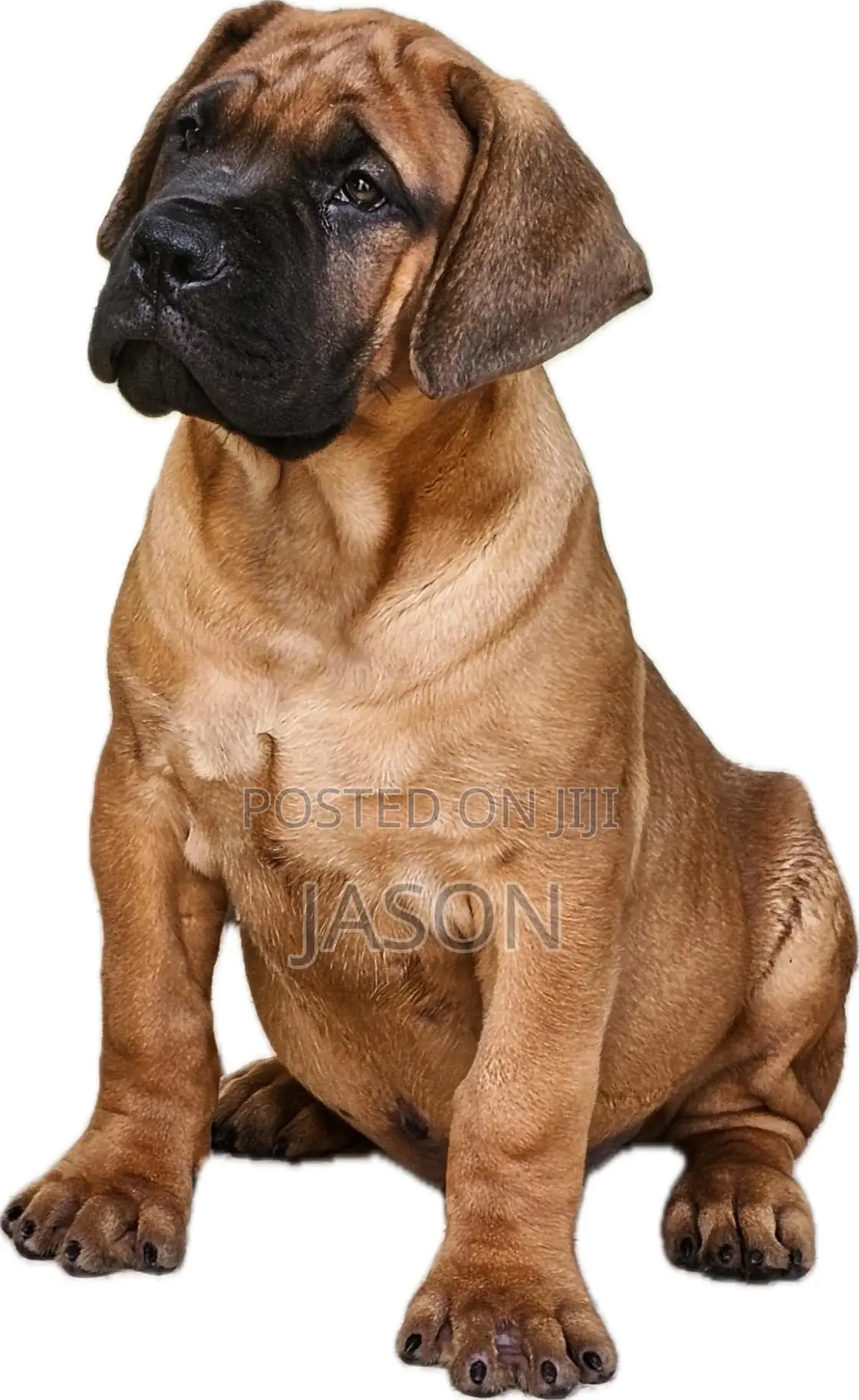 3-6 months Male Purebred Boerboel