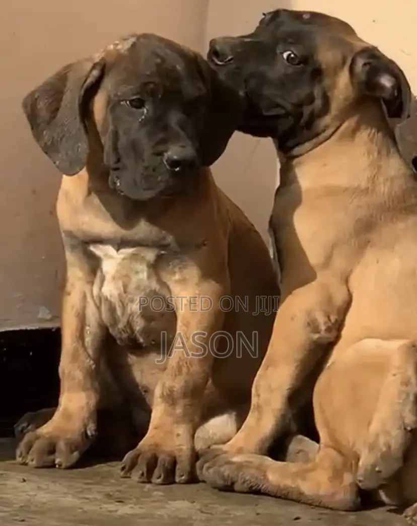 1-3 months Female Purebred Boerboel
