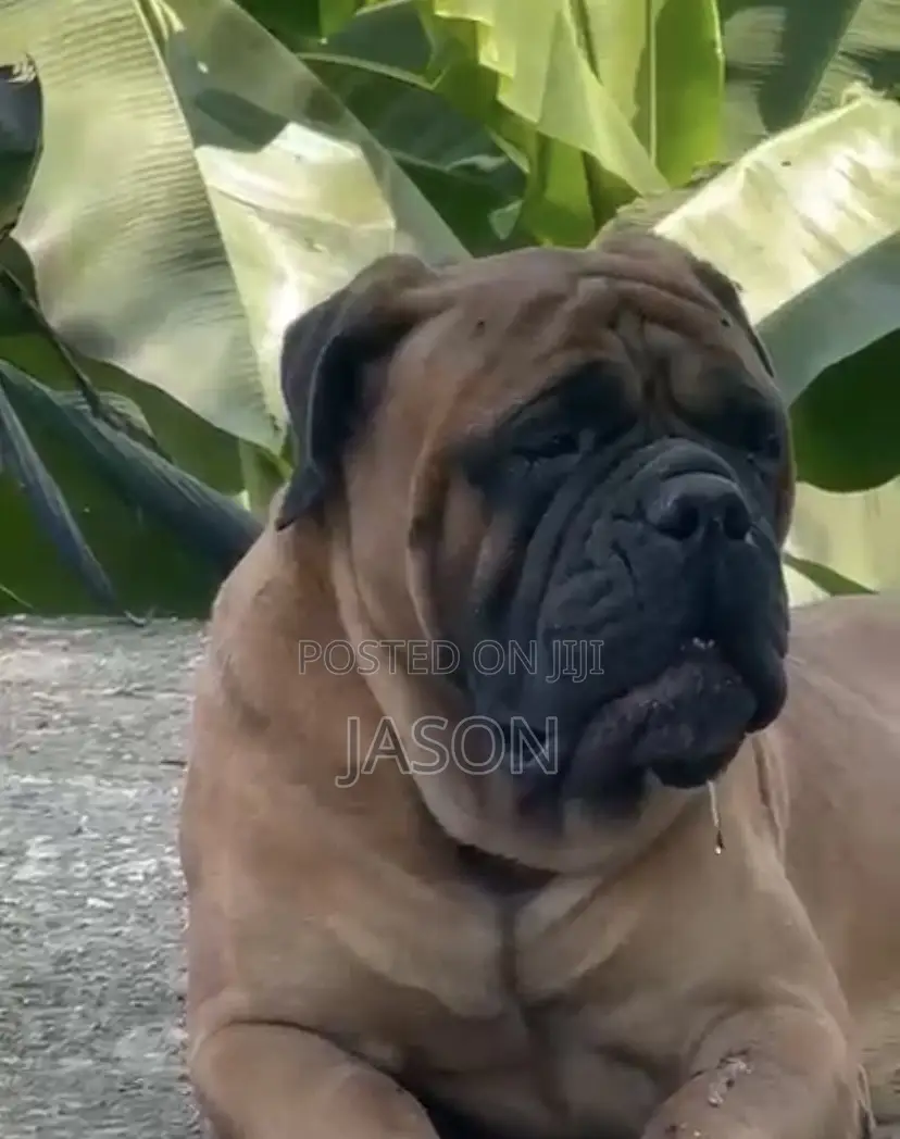 1+ year Male Purebred Bullmastiff