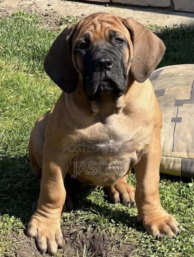 3-6 months Male Purebred Boerboel