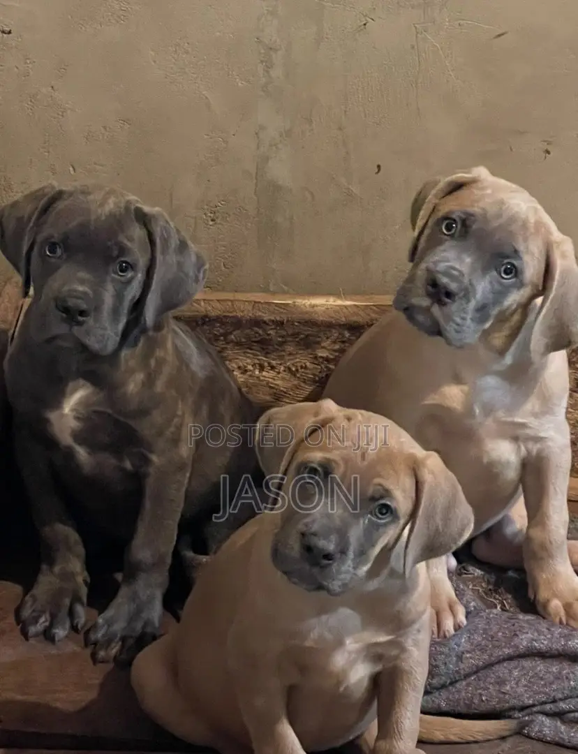 1-3 months Female Purebred Boerboel