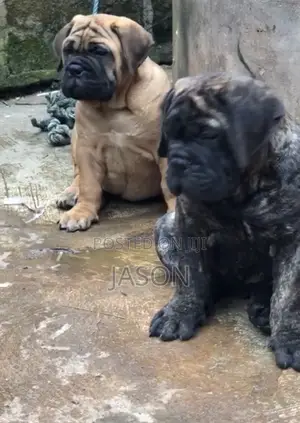 1-3 months Female Purebred Bullmastiff