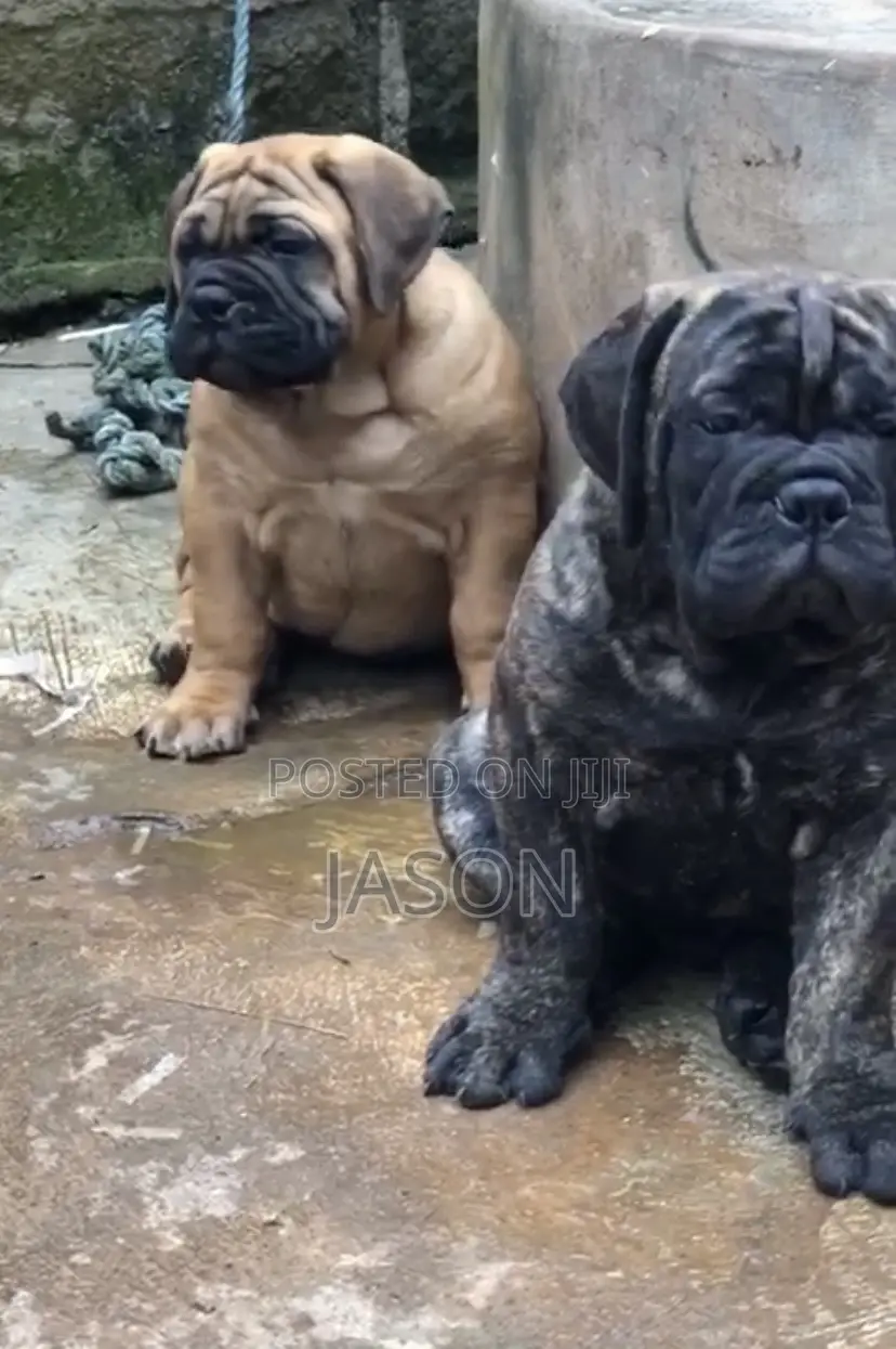 1-3 months Male Purebred Bullmastiff