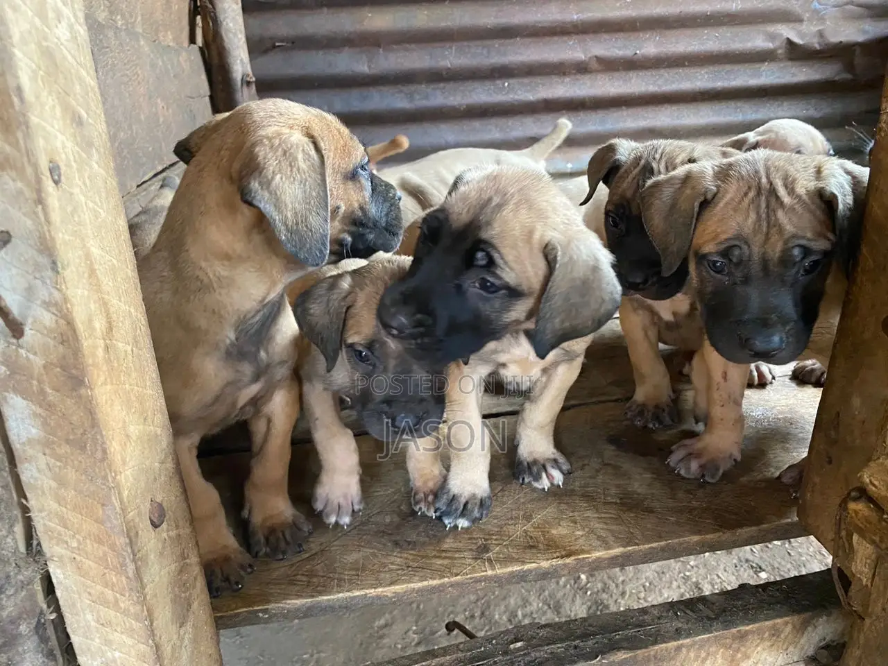 1-3 months Female Purebred Boerboel