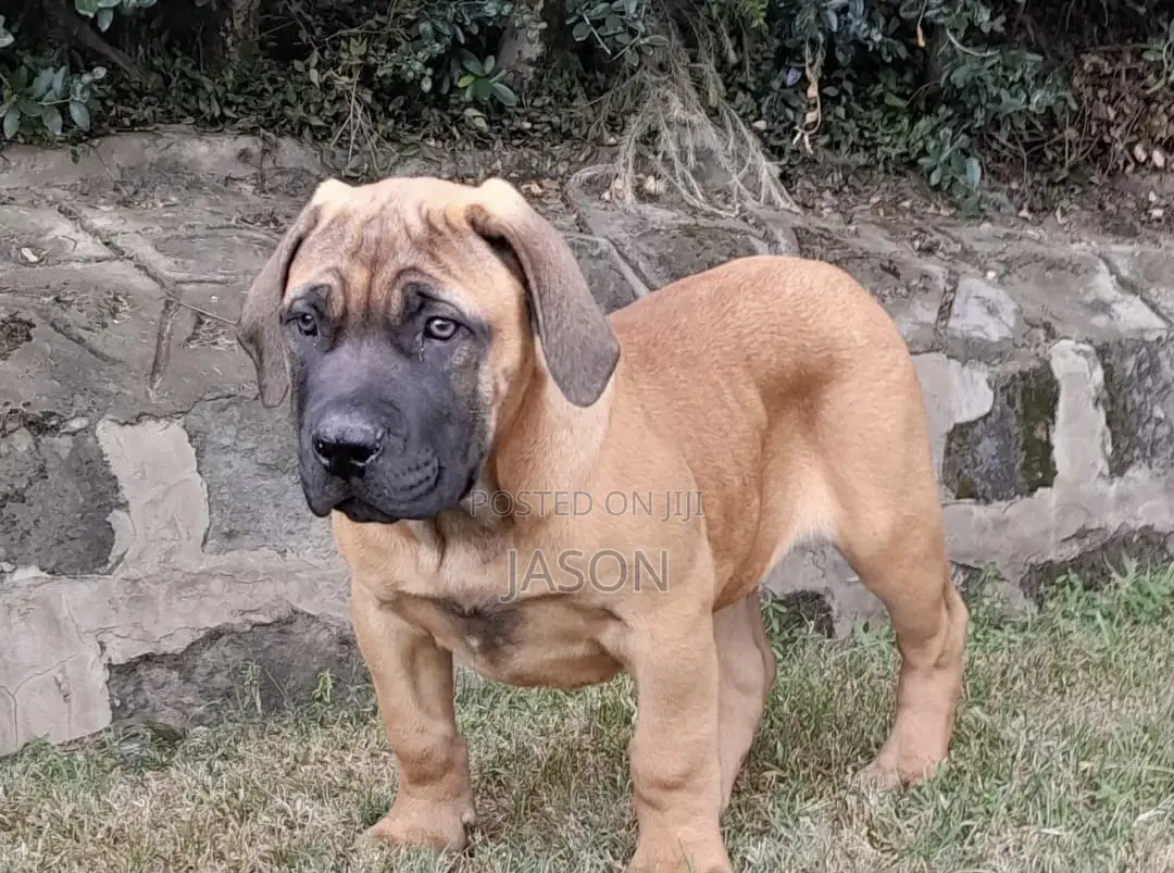 3-6 months Male Purebred Boerboel