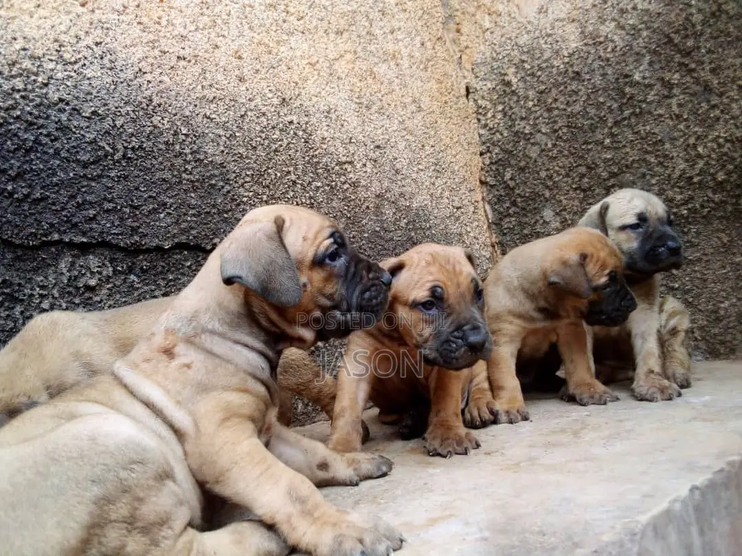 1-3 months Male Purebred Boerboel