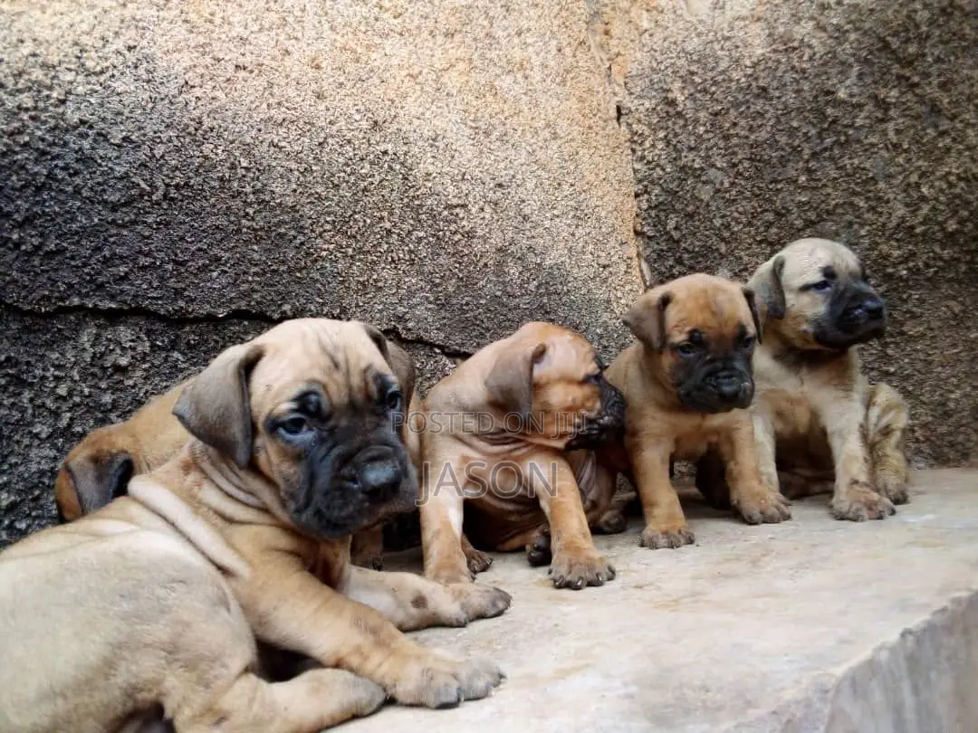 1-3 months Female Purebred Boerboel