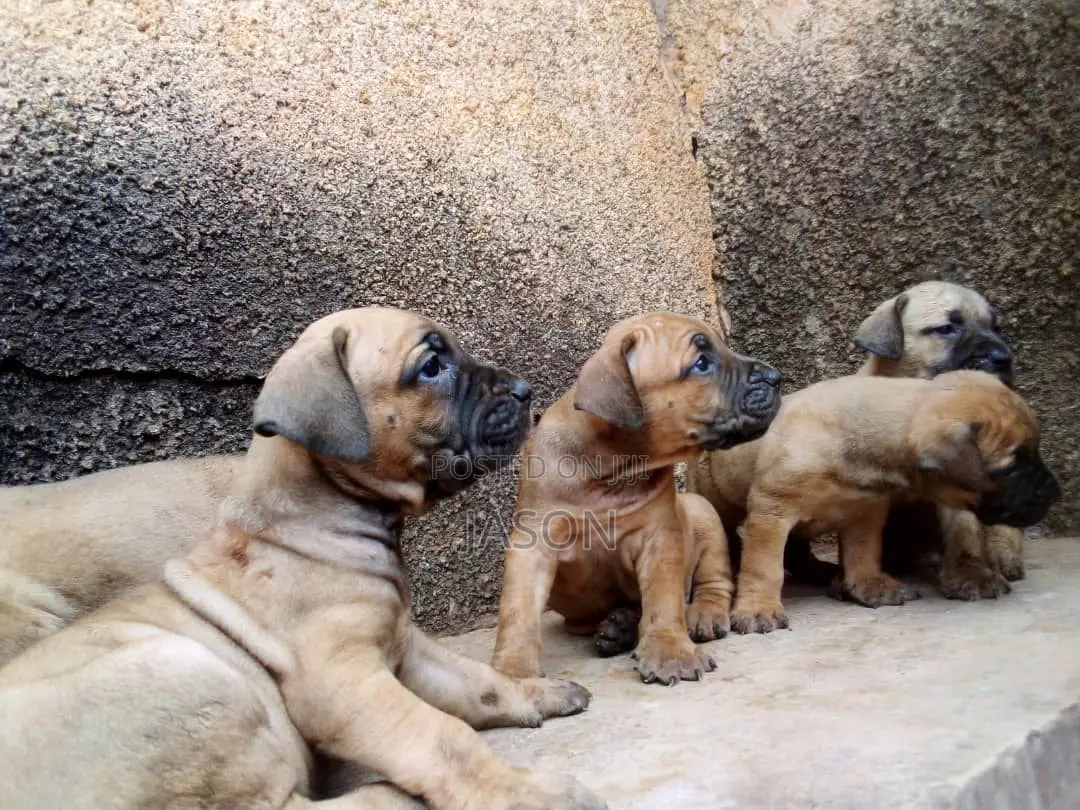 1-3 months Male Purebred Boerboel