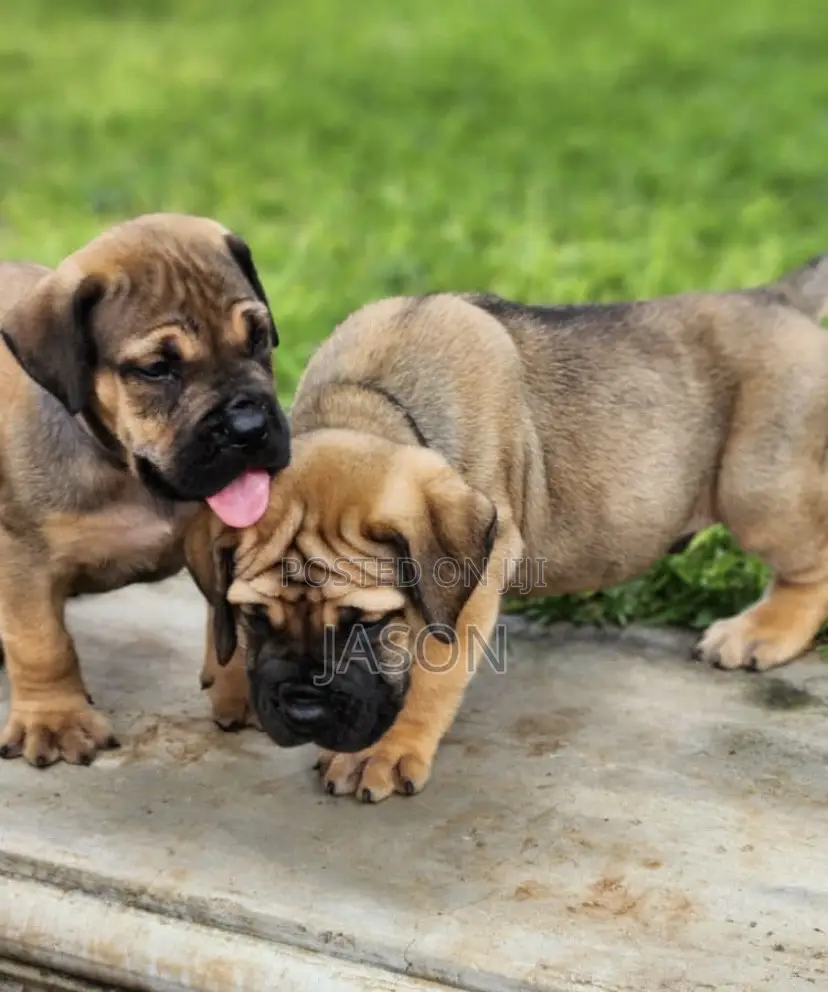 1-3 months Female Purebred Boerboel