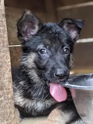 1-3 months Male Purebred German Shepherd