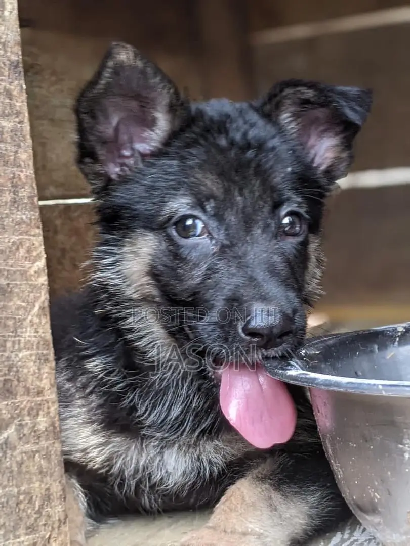 1-3 months Male Purebred German Shepherd