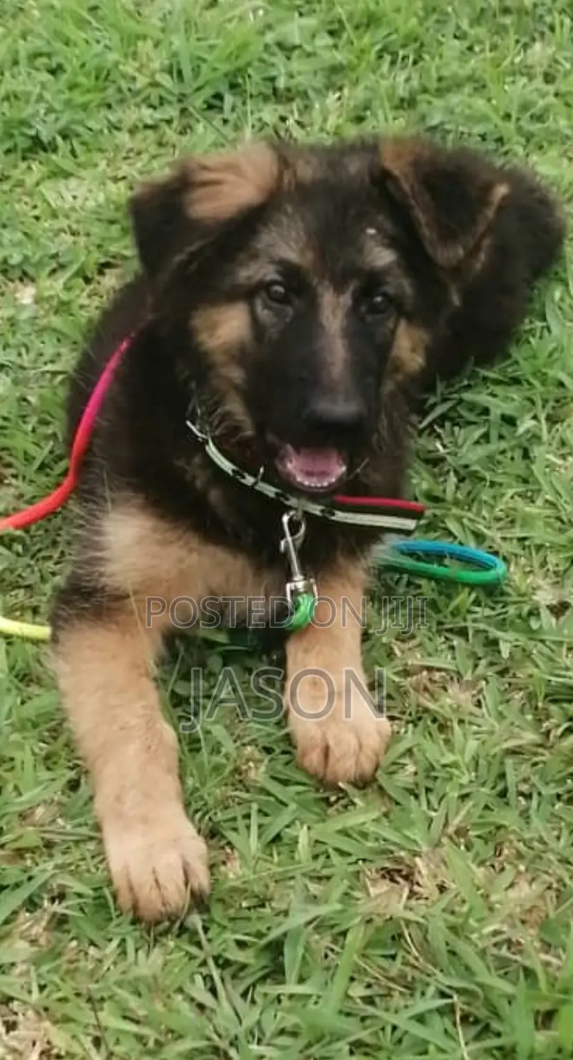 3-6 months Male Purebred German Shepherd