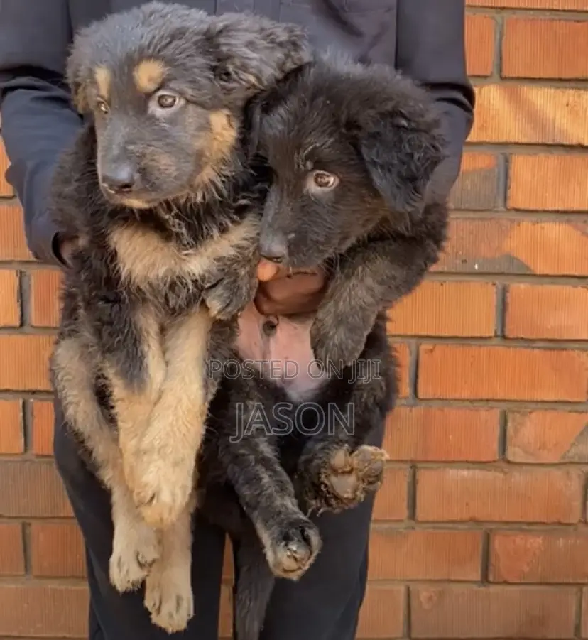 1-3 months Male Purebred German Shepherd
