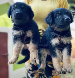 1-3 months Female Purebred German Shepherd