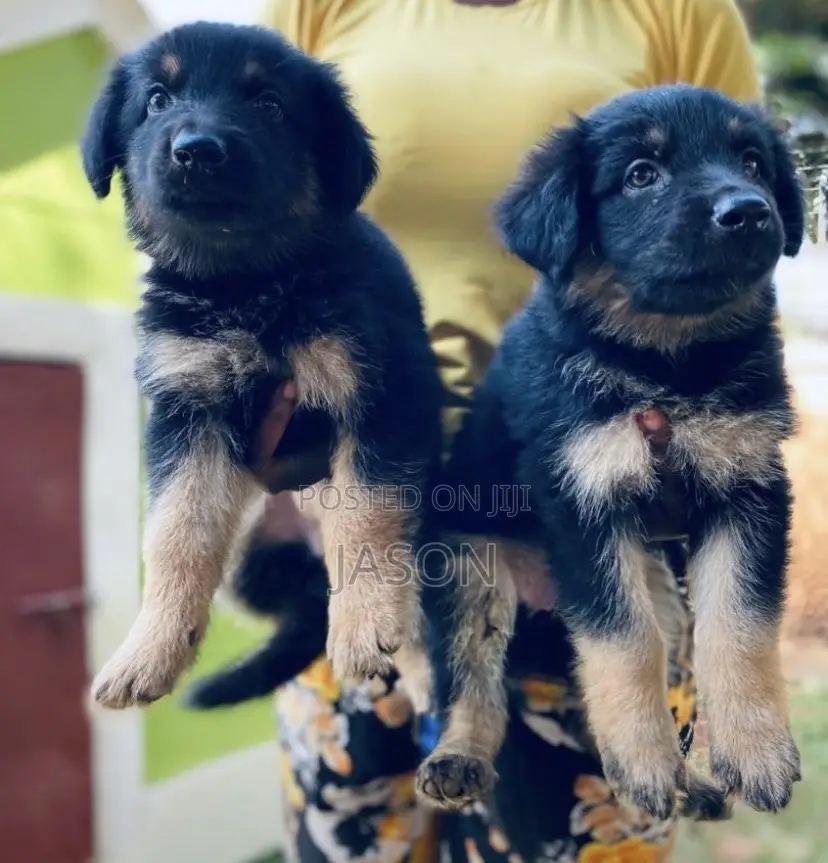 1-3 months Female Purebred German Shepherd