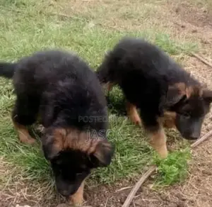1-3 months Male Purebred German Shepherd