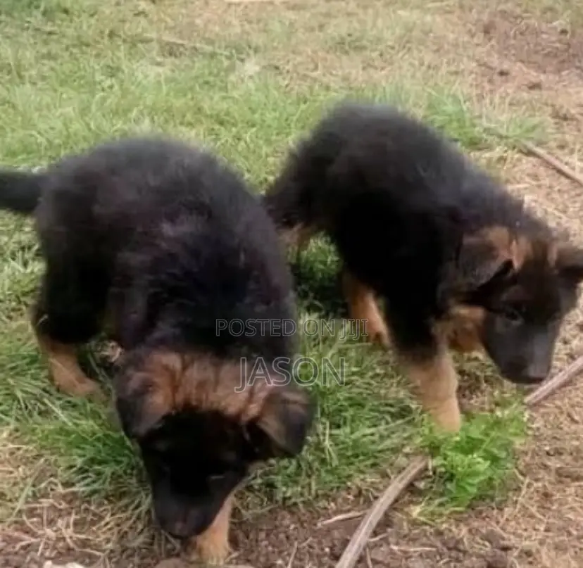 1-3 months Male Purebred German Shepherd
