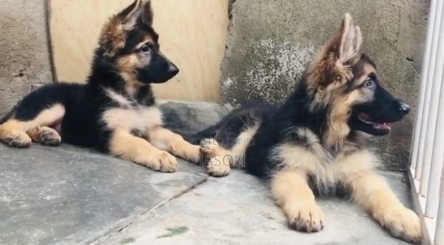 3-6 months Male Purebred German Shepherd