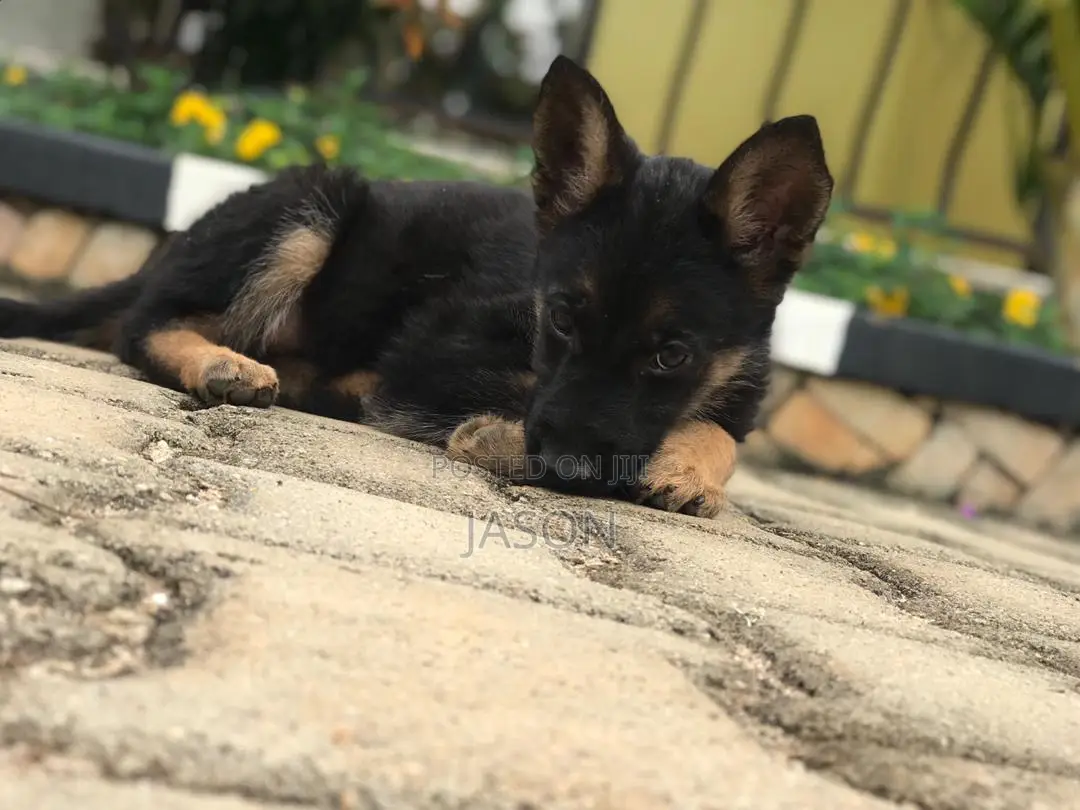 1-3 months Male Purebred German Shepherd