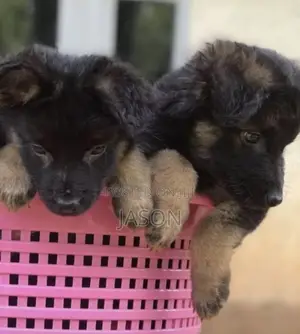 1-3 months Male Purebred German Shepherd