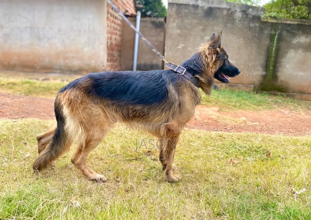 6-12 months Male Purebred German Shepherd