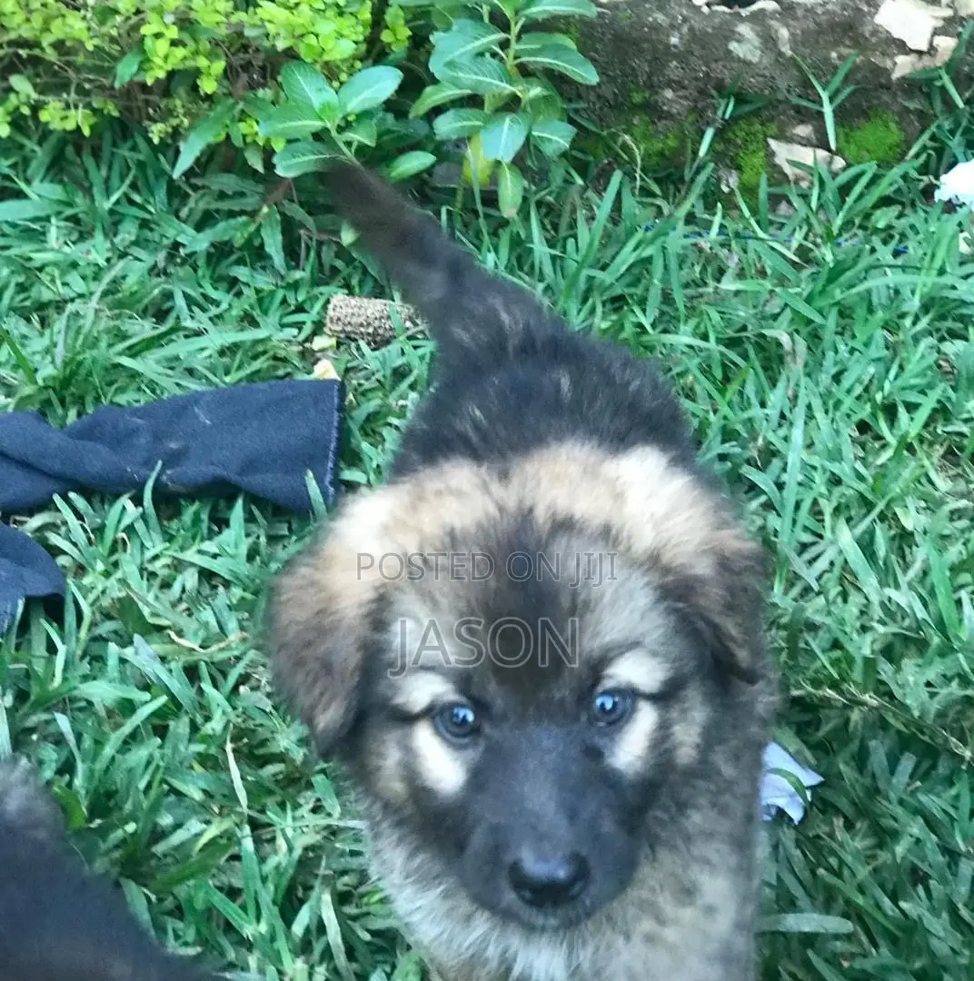 1-3 months Male Purebred German Shepherd