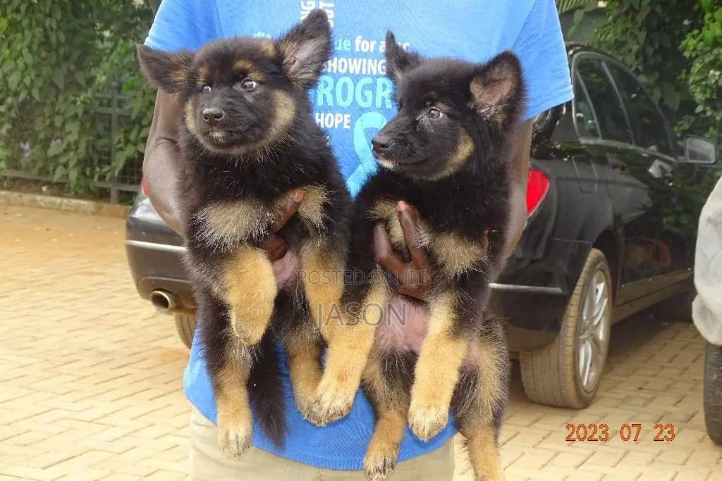 1-3 months Male Purebred German Shepherd