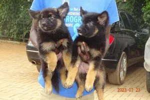 1-3 months Male Purebred German Shepherd