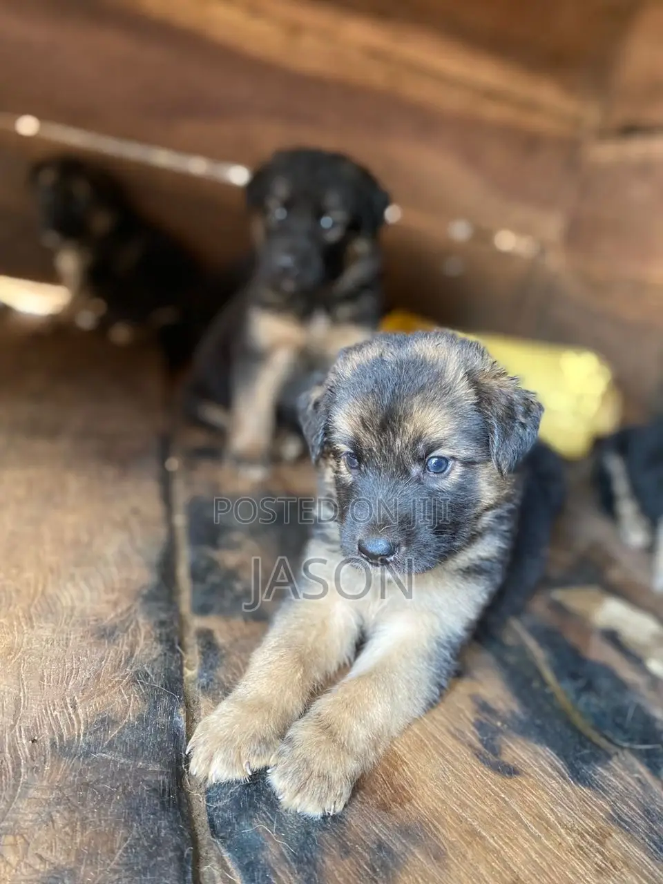 1-3 months Male Purebred German Shepherd