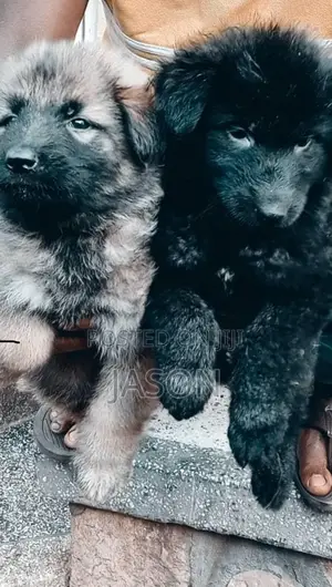 1-3 months Male Purebred German Shepherd