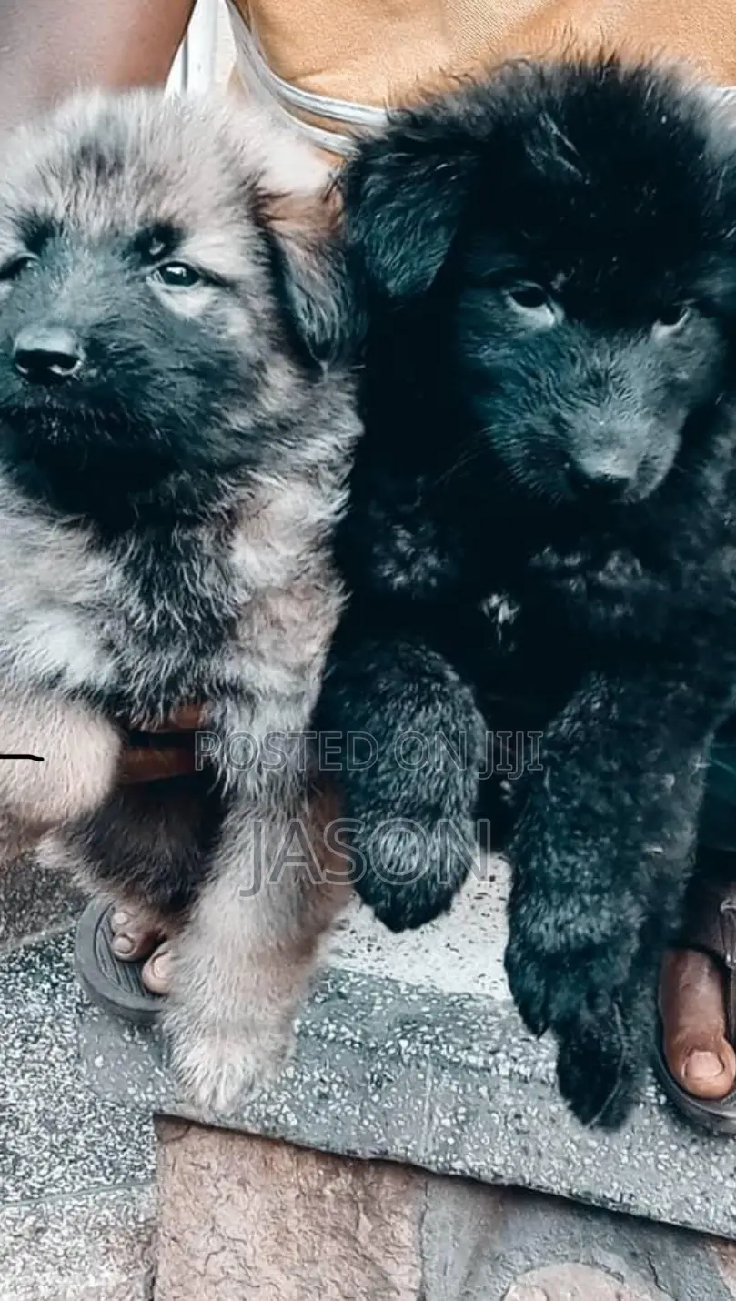 1-3 months Male Purebred German Shepherd