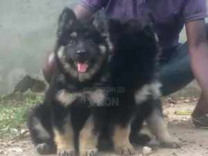 3-6 months Female Purebred German Shepherd