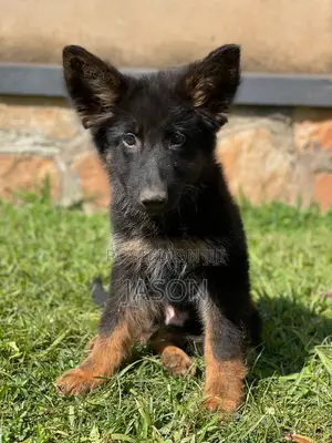 1-3 months Female Purebred German Shepherd