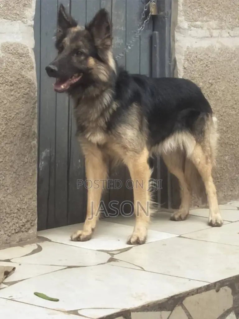 6-12 months Male Purebred German Shepherd