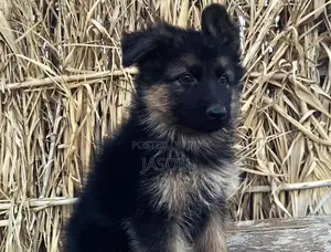 1-3 months Female Purebred German Shepherd