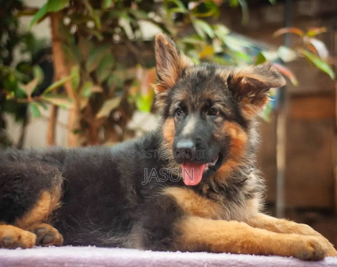 3-6 months Male Purebred German Shepherd