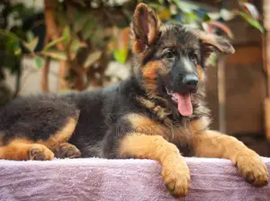3-6 months Male Purebred German Shepherd
