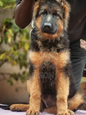3-6 months Male Purebred German Shepherd