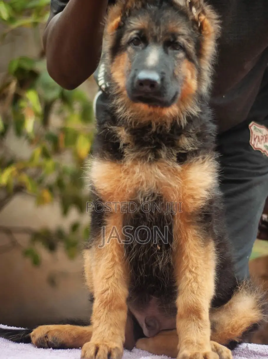 3-6 months Male Purebred German Shepherd