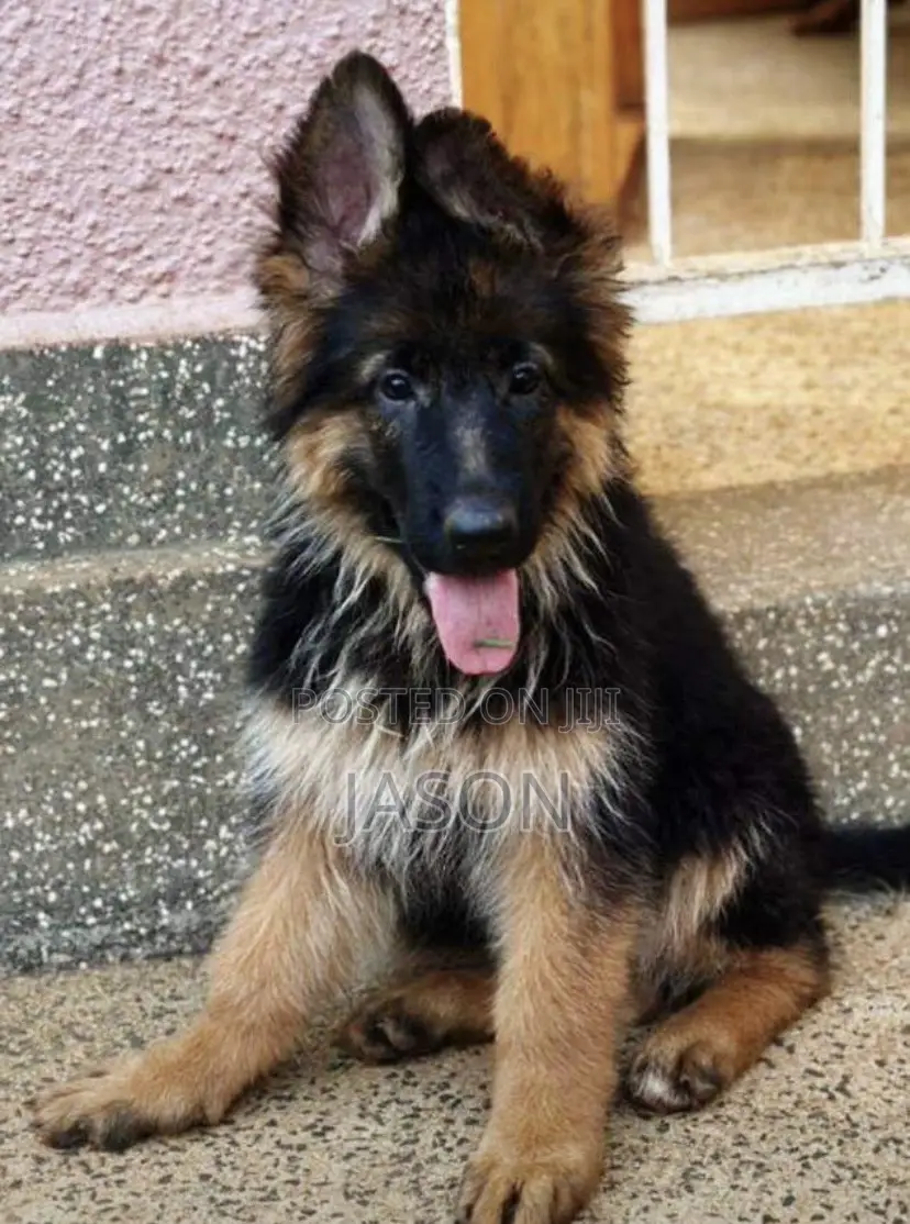 3-6 months Male Purebred German Shepherd
