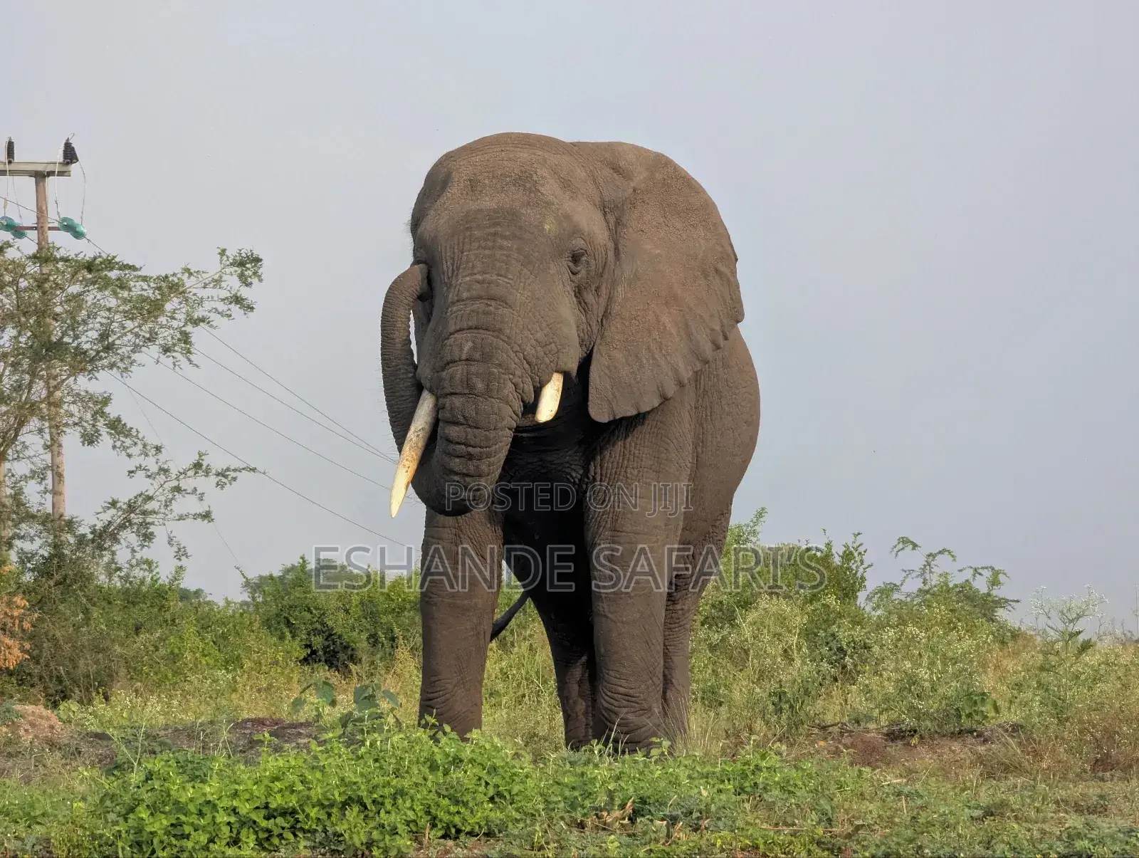 Experience Murchison Falls in 24 Hours: Wildlife, Waterfalls Advent