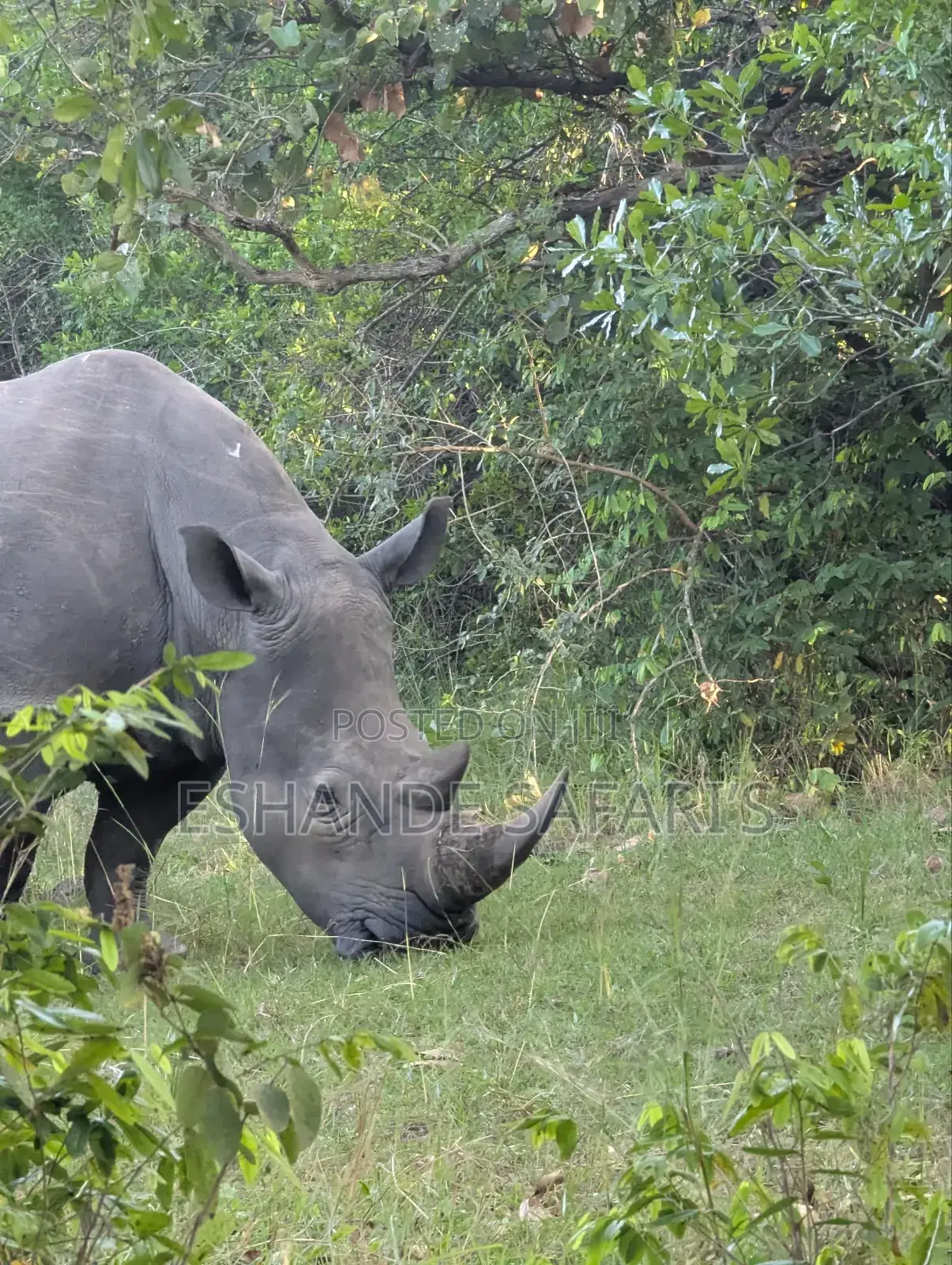 Experience Murchison Falls in 24 Hours: Wildlife, Waterfalls Advent