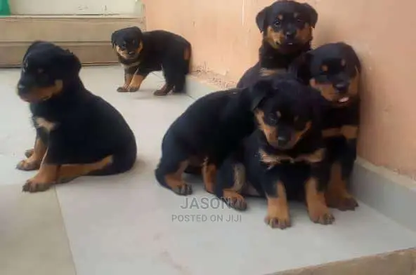 Rottweiler Active Pure Breed Puppies