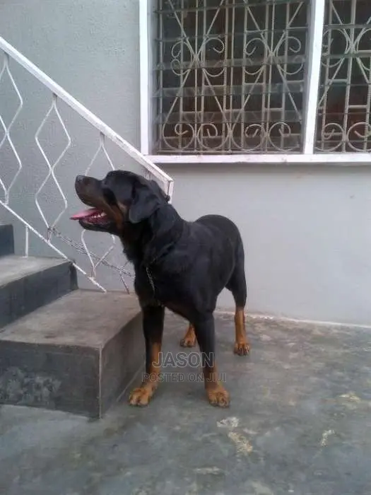 Rottweiler Active Pure Breed Puppies