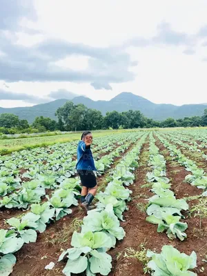 Photo - Farm Land for Rent Sale in North Uganda