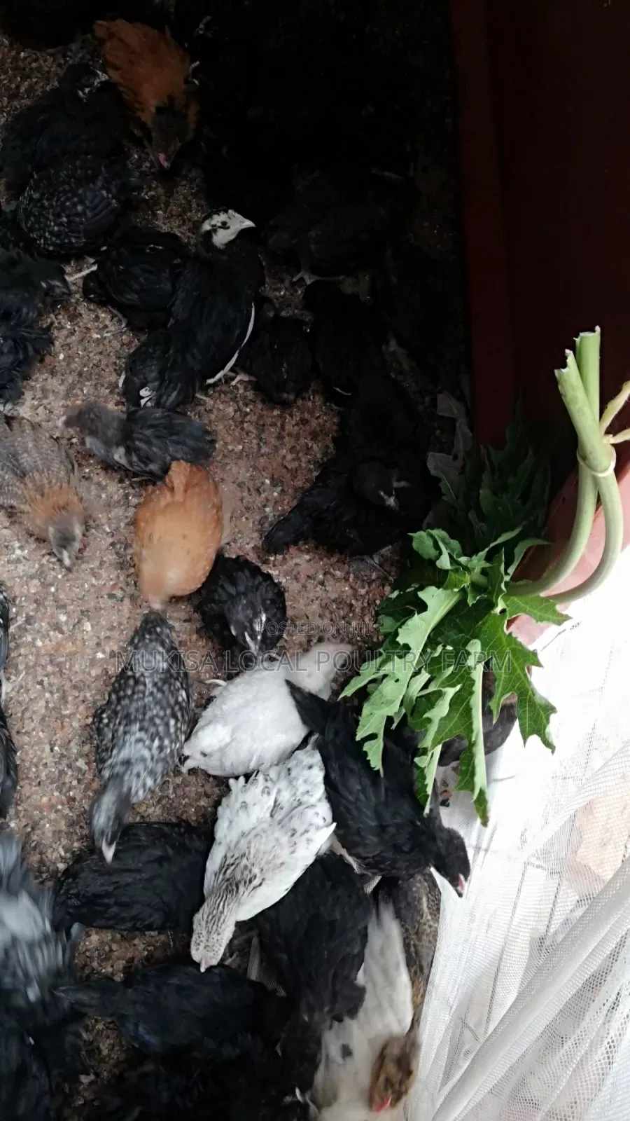 One Month Local Chicks