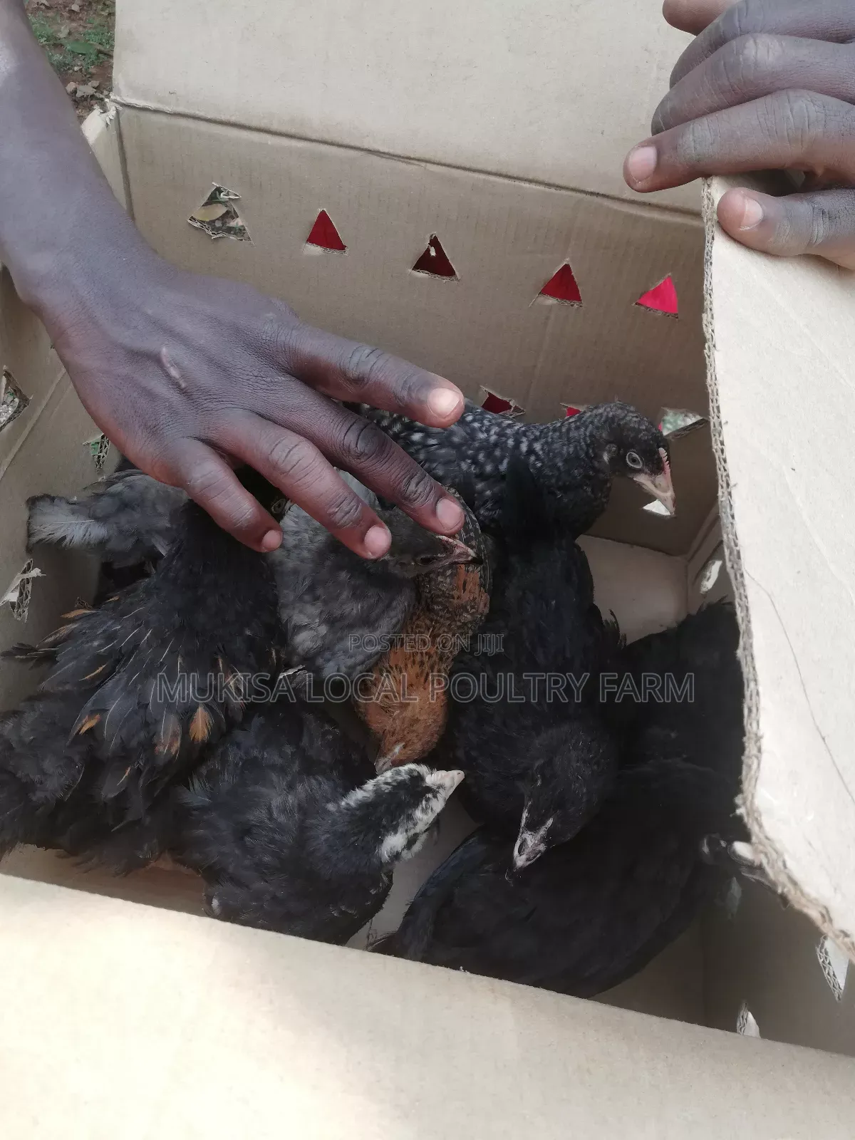 One Month Old Local Chicks