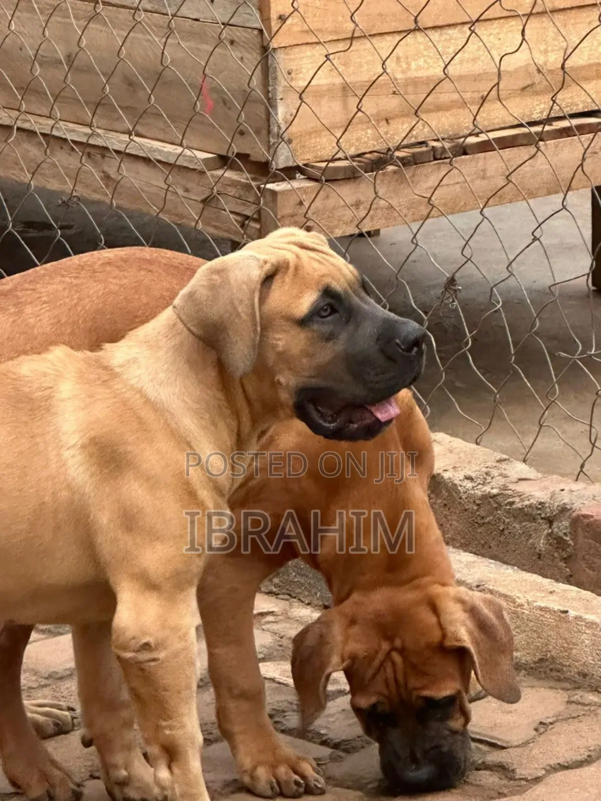 3-6 months Male Purebred Boerboel