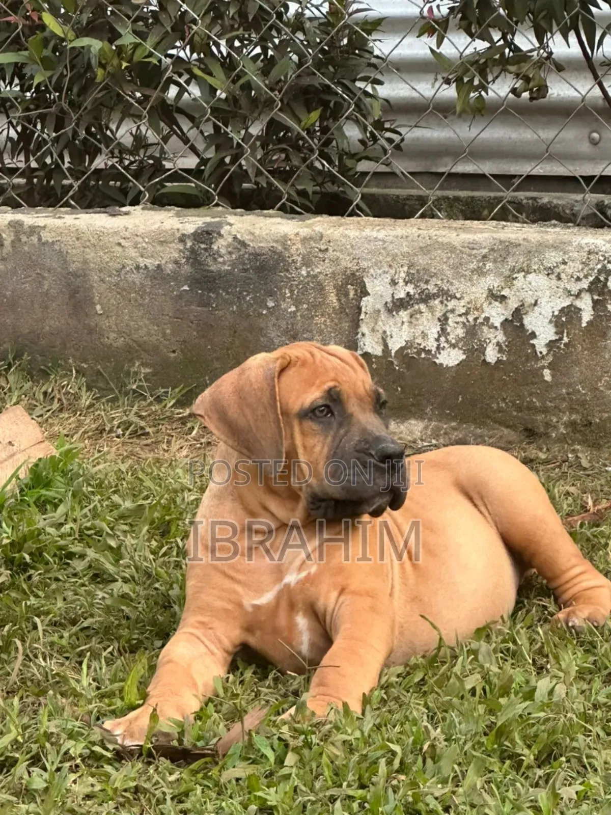 3-6 months Male Purebred Boerboel