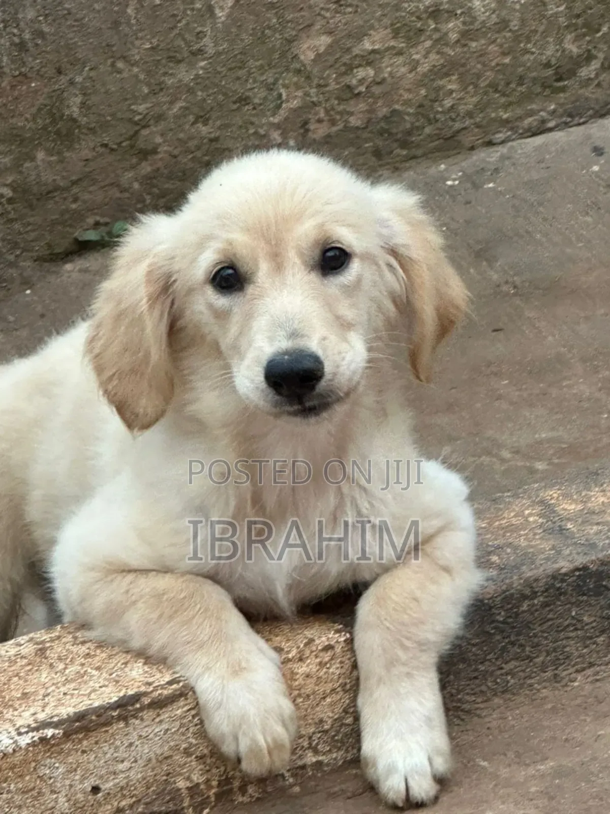 3-6 months Male Purebred Golden Retriever